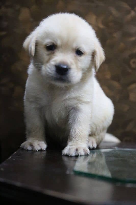 Labrador imported Bloodline 03014615555 0