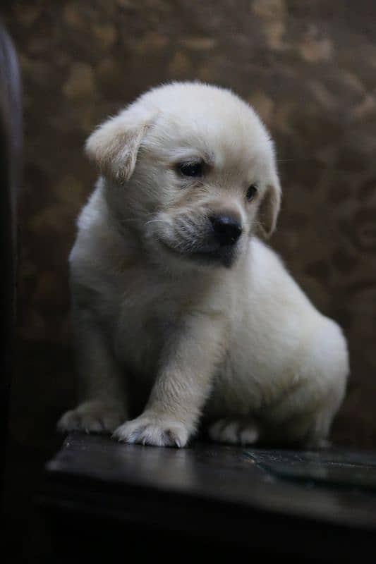 Labrador imported Bloodline 03014615555 1