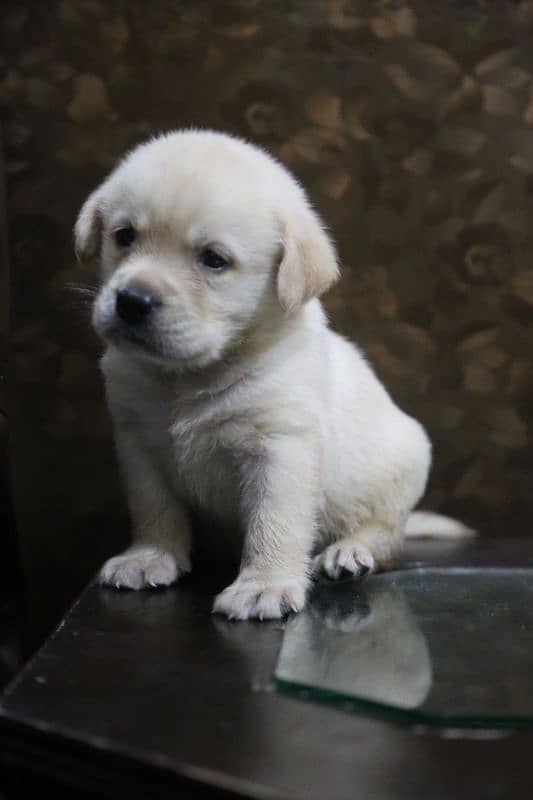 Labrador imported Bloodline 03014615555 2