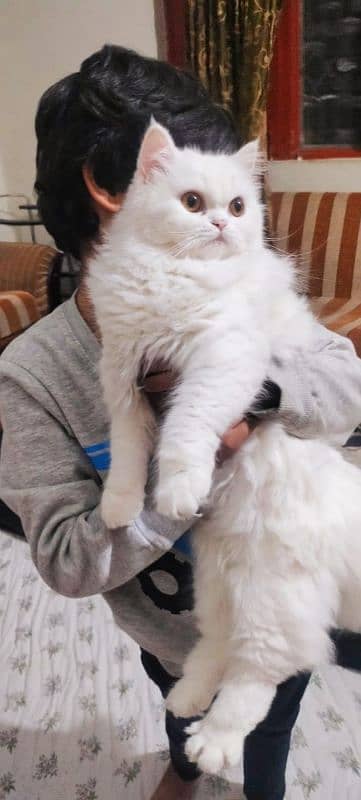 Tripple coat persian Cat 2