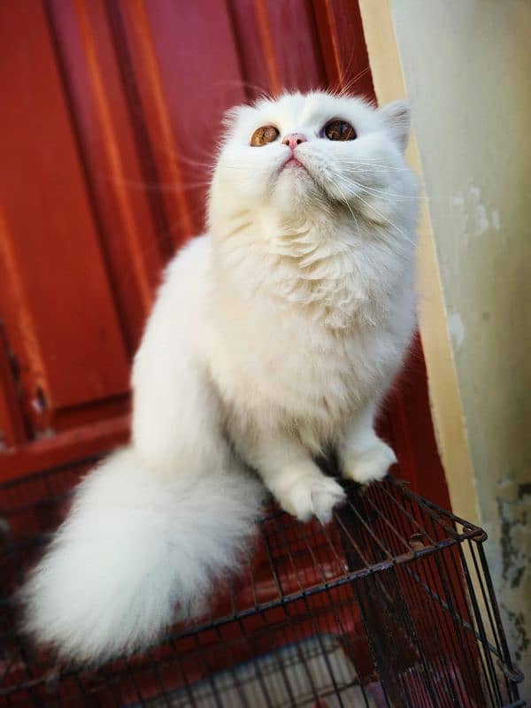 Tripple coat persian Cat 1