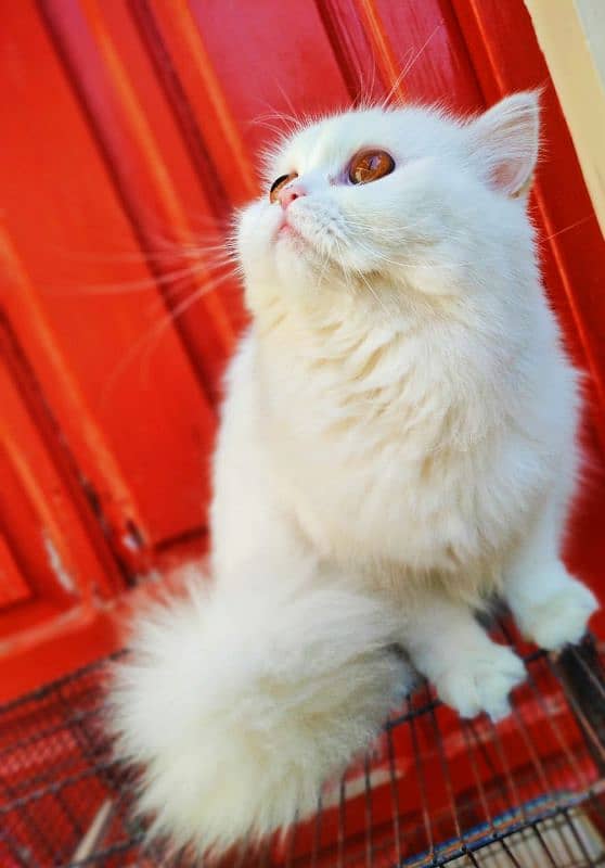 Tripple coat persian Cat 3