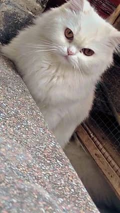 Tripple coat persian Cat