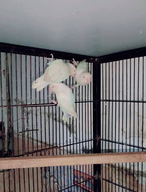 Albino B2 females  03244333108 0