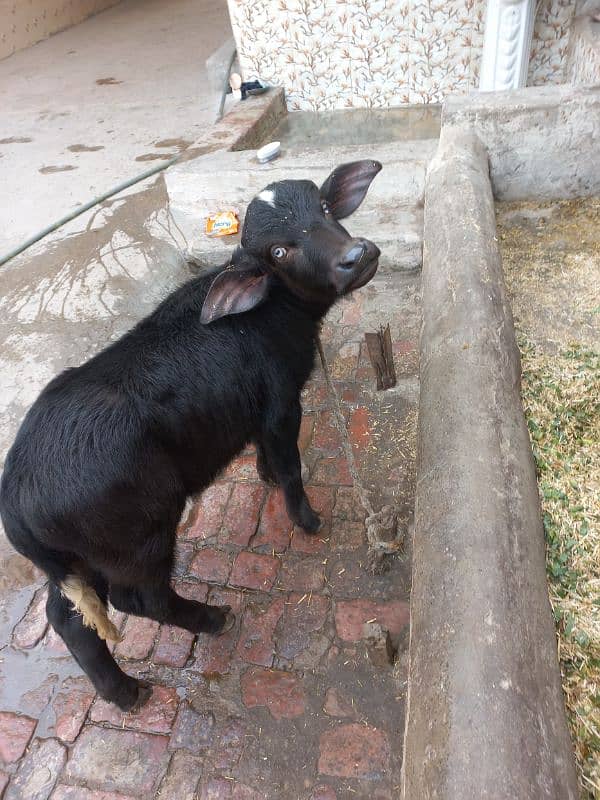 PURE NELI RAVI BHANS (GURANTED), 16 liter 3