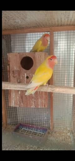 lovebird