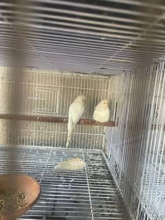 Exibation birds for sale