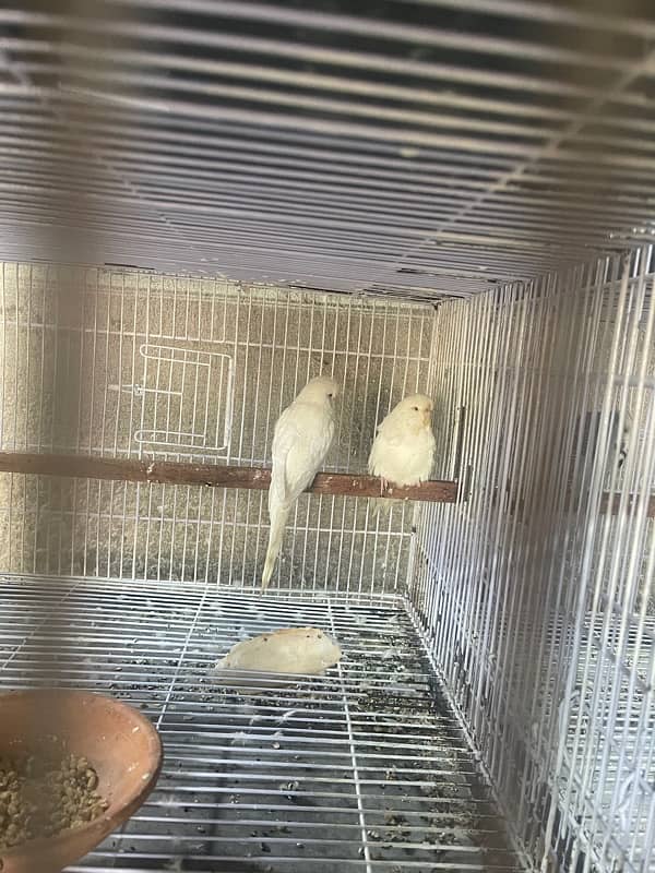 Exibation birds for sale 0