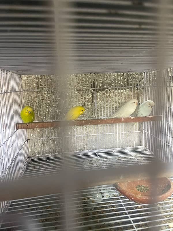 Exibation birds for sale 2