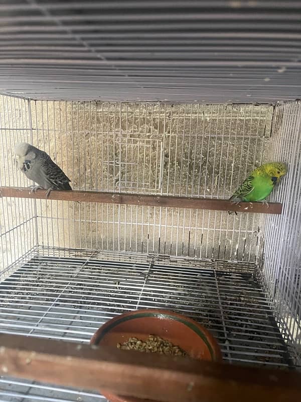 Exibation birds for sale 3