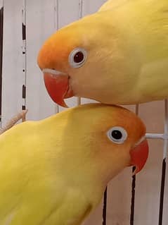 Lovebirds breeder