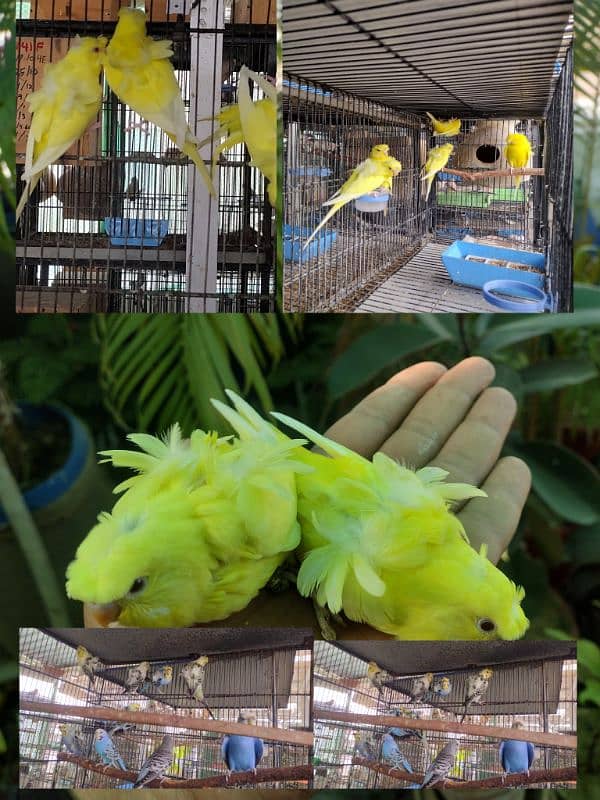 lotino hogoromo budgie 0