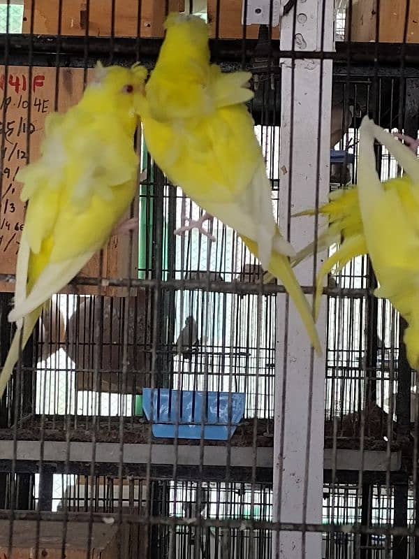 lotino hogoromo budgie 2