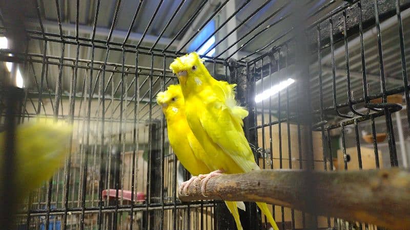 lotino hogoromo budgie 3