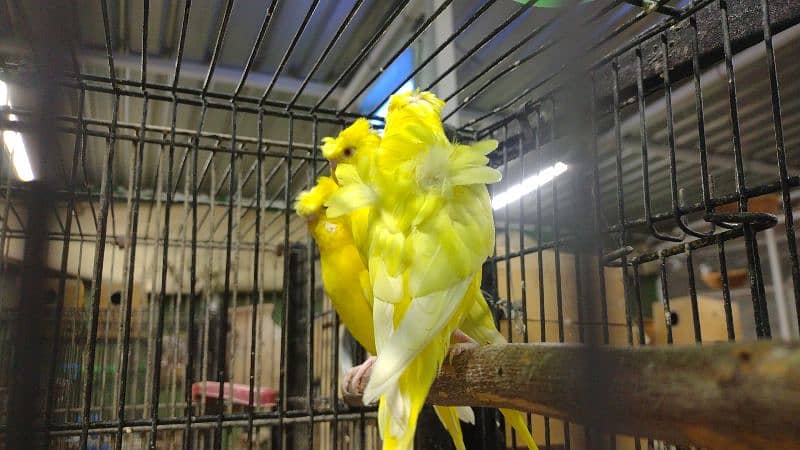 lotino hogoromo budgie 4