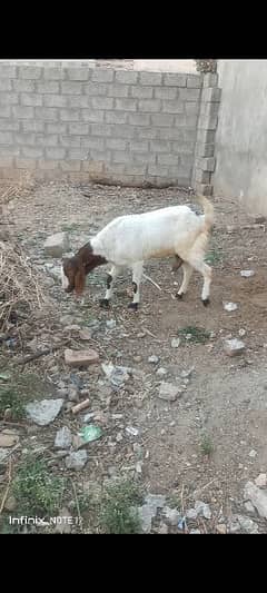 gaban goat for sale