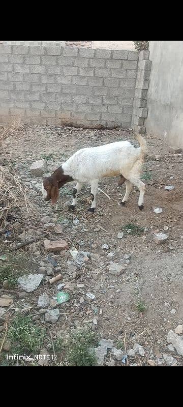 gaban goat for sale 0