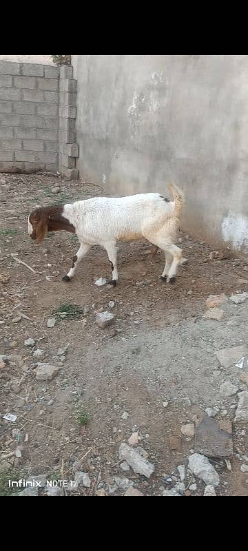 gaban goat for sale 1