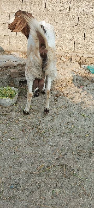 gaban goat for sale 2