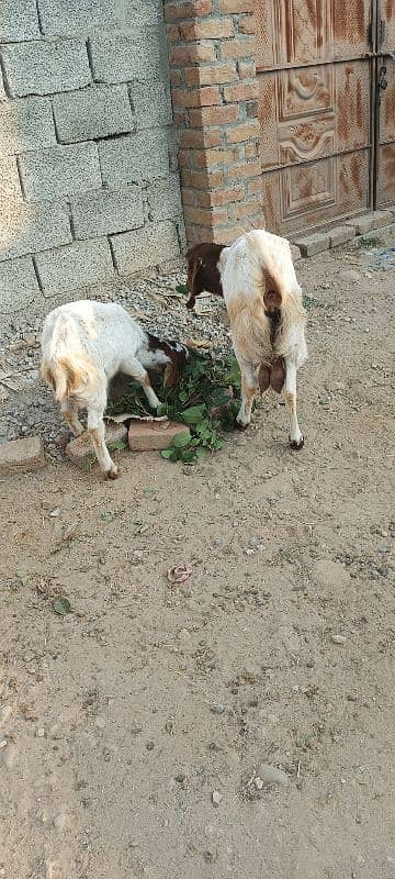 gaban goat for sale 3