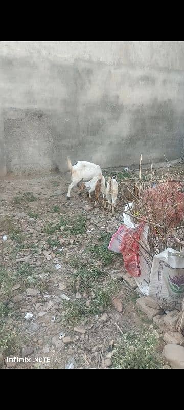 gaban goat for sale 4