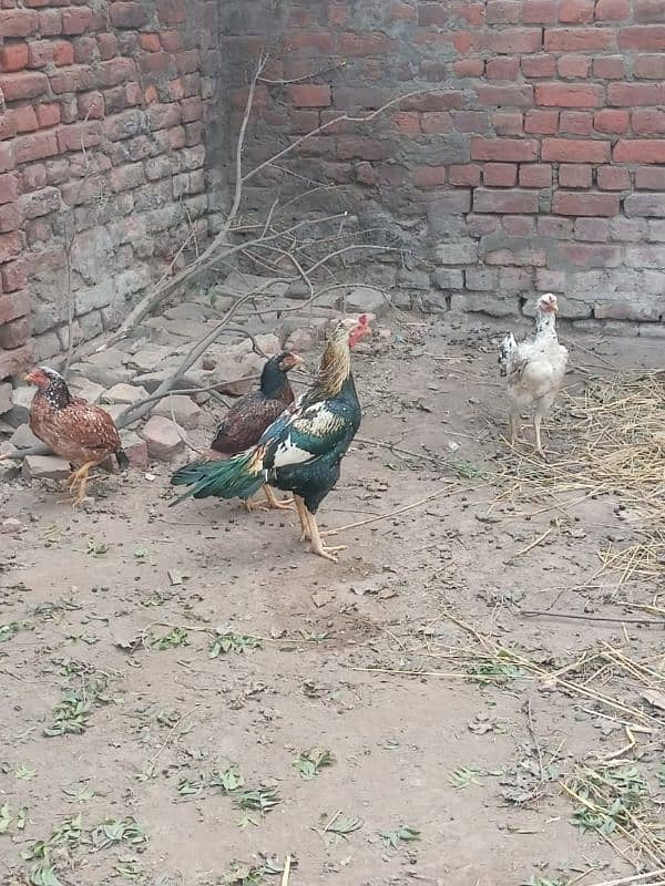 3 Young Aseel Morgiyan Aur 1 Strong Morgha for Sale 0