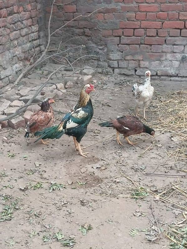 3 Young Aseel Morgiyan Aur 1 Strong Morgha for Sale 1