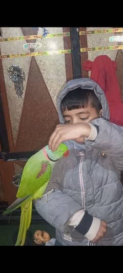 raw bird full hand tame bolta apni marzi se hy