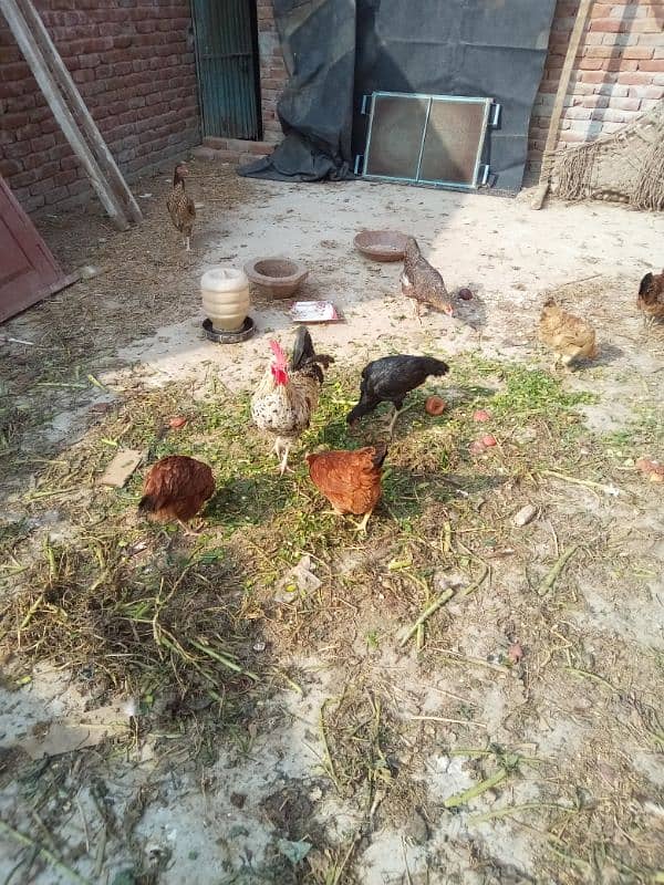 ghr k pale goldn misri asil hens or eggs fr sale 0/3/0/4/0/7/8/6/8/9/3 6