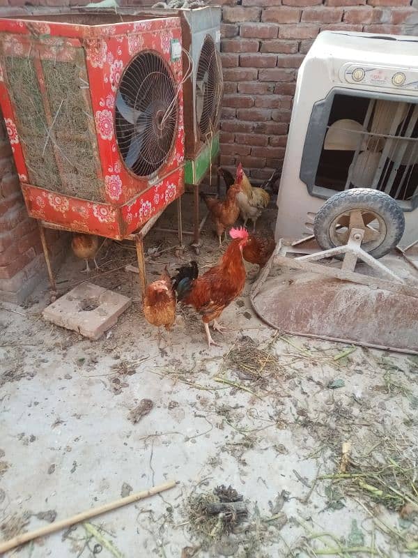 ghr k pale goldn misri asil hens or eggs fr sale 0/3/0/4/0/7/8/6/8/9/3 7