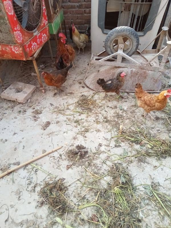 ghr k pale goldn misri asil hens or eggs fr sale 0/3/0/4/0/7/8/6/8/9/3 8