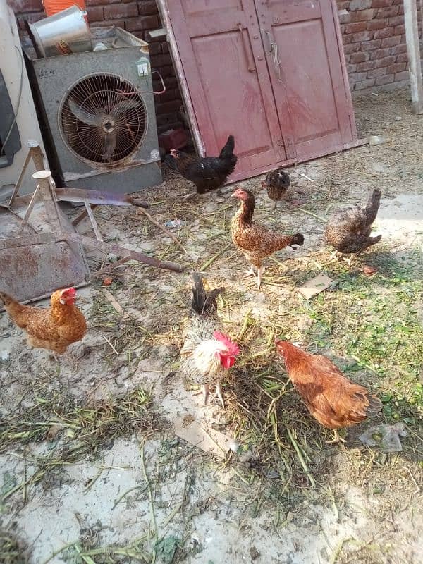 ghr k pale goldn misri asil hens or eggs fr sale 0/3/0/4/0/7/8/6/8/9/3 9