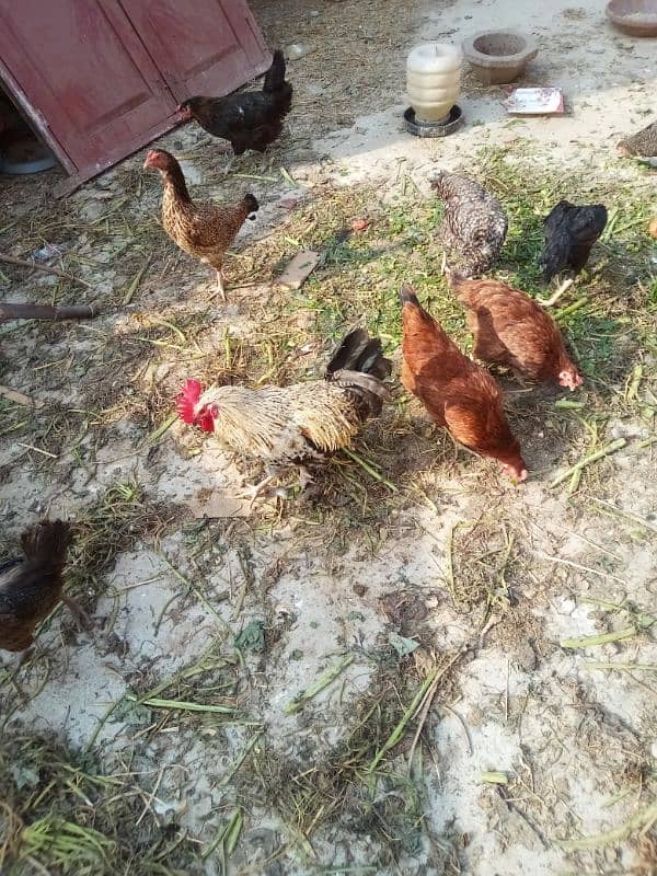 ghr k pale goldn misri asil hens or eggs fr sale 0/3/0/4/0/7/8/6/8/9/3 10