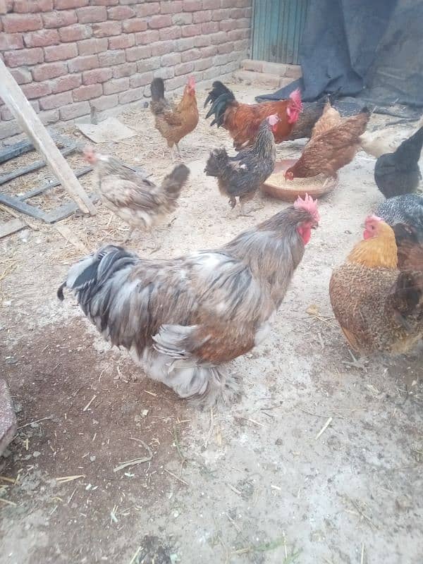 ghr k pale goldn misri asil hens or eggs fr sale 0/3/0/4/0/7/8/6/8/9/3 11