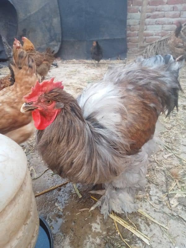 ghr k pale goldn misri asil hens or eggs fr sale 0/3/0/4/0/7/8/6/8/9/3 12