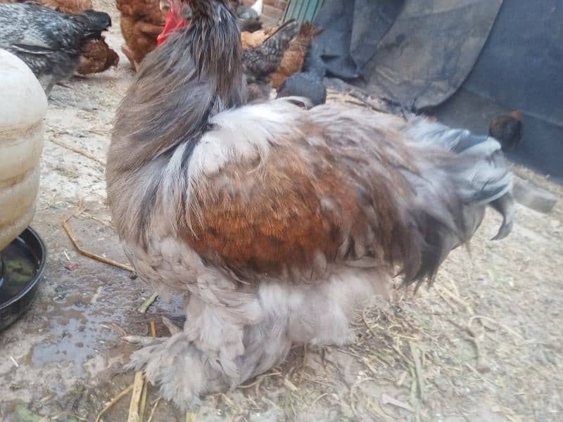 ghr k pale goldn misri asil hens or eggs fr sale 0/3/0/4/0/7/8/6/8/9/3 13