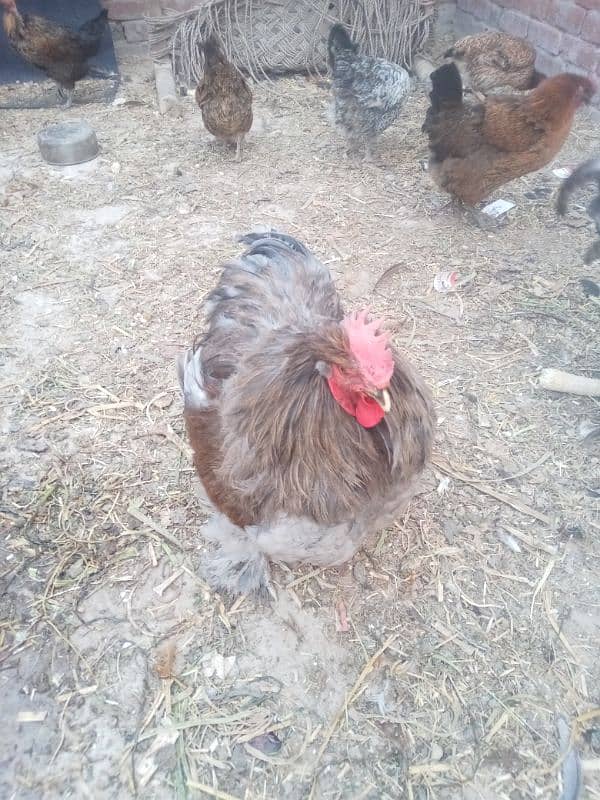 ghr k pale goldn misri asil hens or eggs fr sale 0/3/0/4/0/7/8/6/8/9/3 14