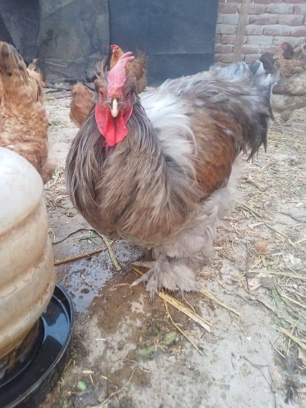 ghr k pale goldn misri asil hens or eggs fr sale 0/3/0/4/0/7/8/6/8/9/3 15