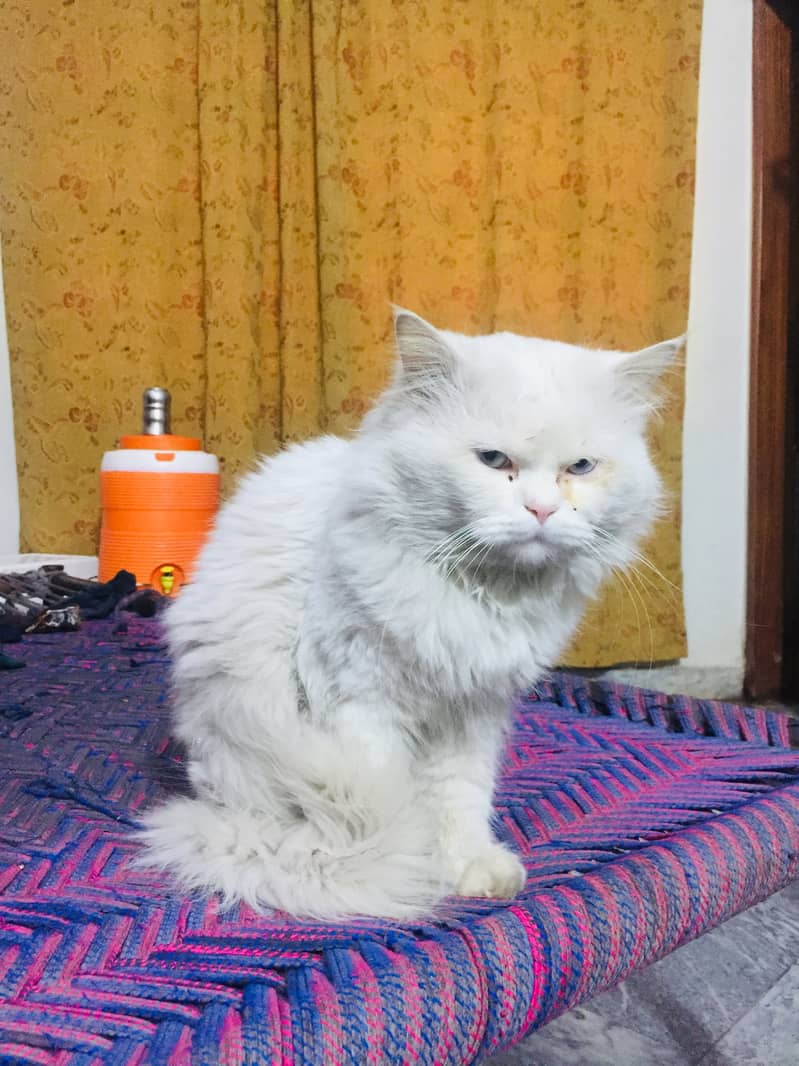 WHITE PERCIAN MALE CAT 3