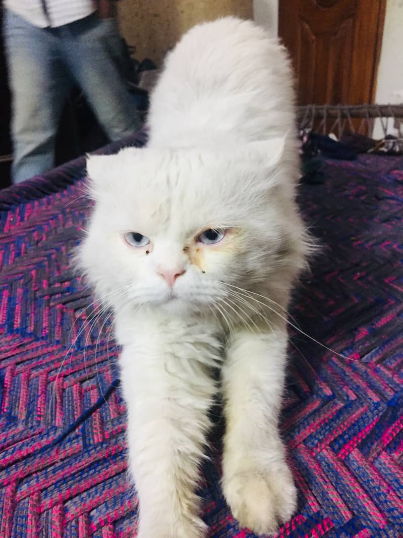 WHITE PERCIAN MALE CAT 1