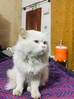 WHITE PERCIAN MALE CAT