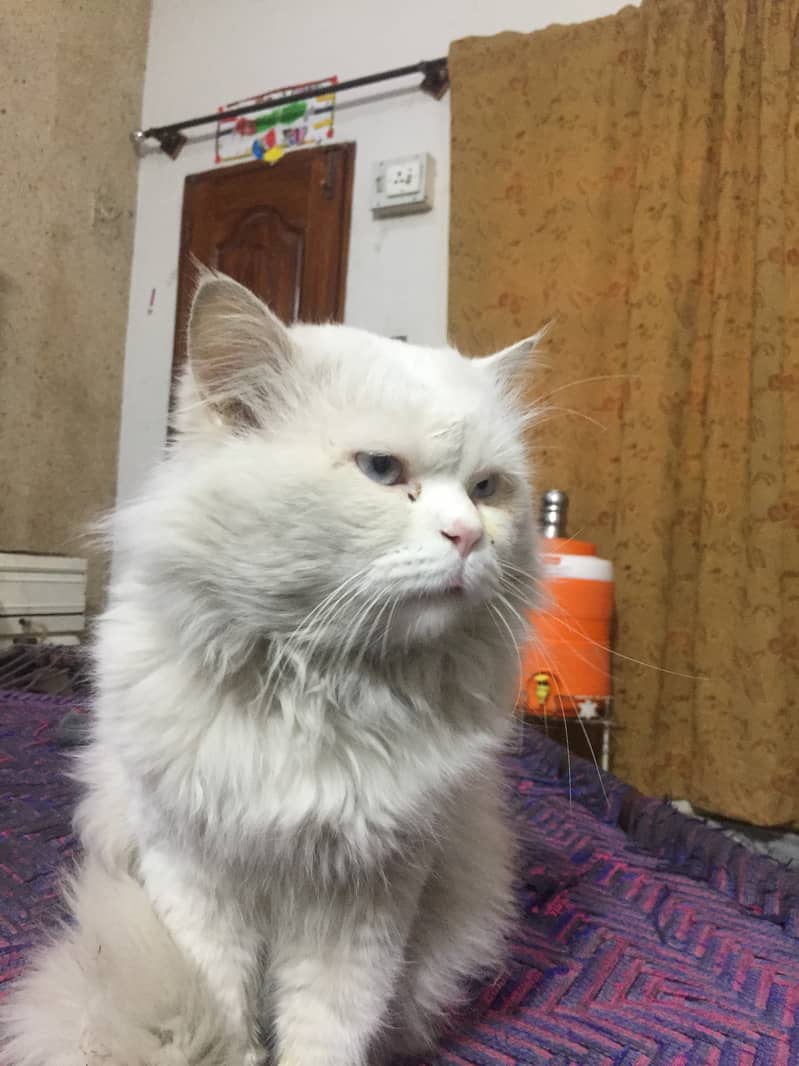 WHITE PERCIAN MALE CAT 8