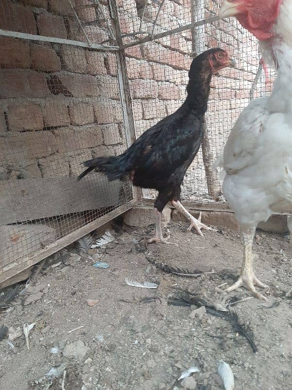 hera male black female available 0322+48+252+38 0