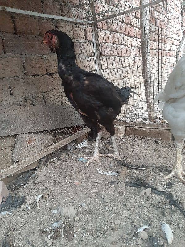 hera male black female available 0322+48+252+38 3