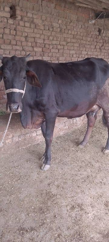 Cow/wachi/jursi cow/Buffalo 7