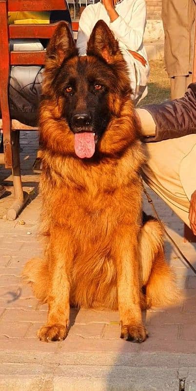 German Shepherd triple gold female confirm breeder show quality 1