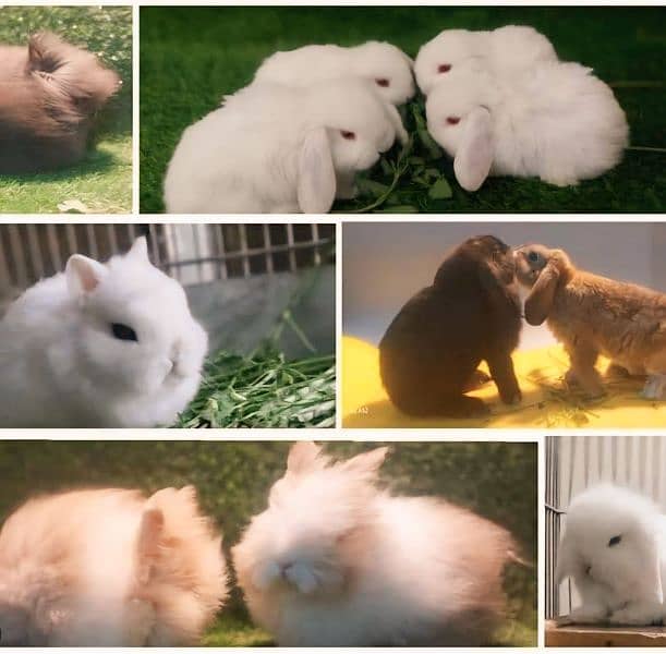 Imported Rabbits and bunnies 1