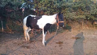 black and white small horse