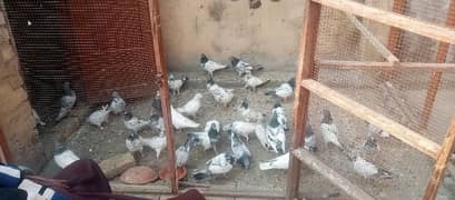 high fly pigeon for sale contact zero three four five 5530475