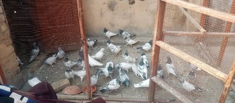 high fly pigeon for sale contact zero three four five 5530475 0